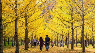 When is the best time to travel to Korea to see the red and yellow leaves season in 2025?