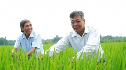 Hung Loi Cooperative har hållbara kopplingar till företag som konsumerar ST25-ris.
