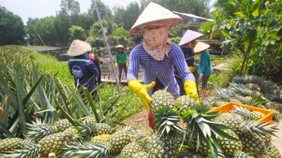 ការរួមបញ្ចូលគ្នានៃសហករណ៍កសិកម្ម បទពិសោធន៍ពីពិភពលោក