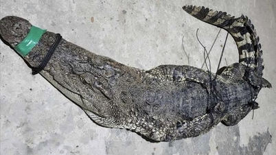 ក្រពើ​ទម្ងន់ ៣៧​គីឡូក្រាម ចាប់​ដាក់​ក្នុង​សំណាញ់​តាម​ដង​ទន្លេ​ជាប់​ព្រំដែន​វៀតណាម-កម្ពុជា។