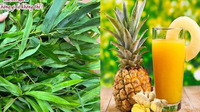 ម្នាស់ និង​ឫស្សី ក្នុង​ឱសថ​បុរាណ និង​កម្មវិធី​សក្តានុពល​ក្នុង​វេជ្ជសាស្ត្រ​ទំនើប