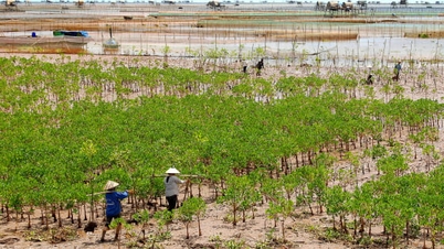 Doorbraak in bosbeheer, -bescherming en -ontwikkeling om het vaderland groen te houden
