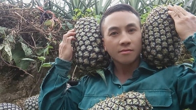 Nanas Cayenne membantu orang Muong Nha menjadi kaya