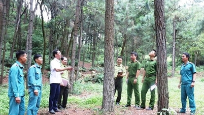 Hanoi moviliza recursos para proteger los bosques.