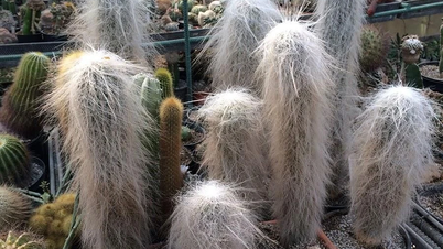 ដើម​ឈើ​ចម្លែក​ដែល​មាន​រាងកាយ​ស្រោប​ដោយ​ពណ៌​ស​ដូច​កប្បាស ជា​និមិត្តរូប​នៃ​អាយុ​វែង