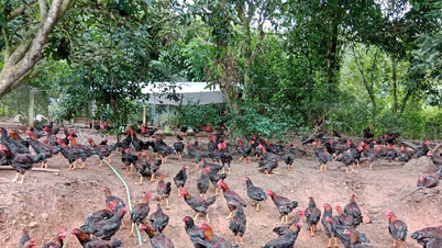 Creating momentum for the development of commercial livestock farming in Gia Lai