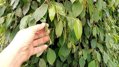 Pepparpris idag 14 november 2025: Inhemskt pris sjunker fortfarande