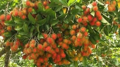 Rambutan, uma fruta deliciosa rica em vitamina C e fibras.