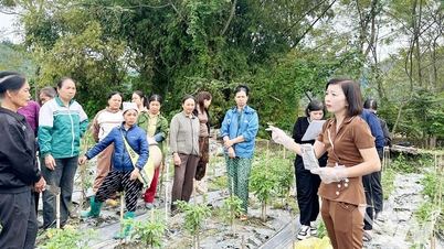 Hỗ trợ nông dân phục hồi sản xuất