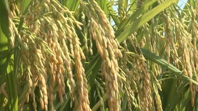 Harga beras hari ini 14 November: Beras Dai Thom 8 meningkat sedikit sebanyak 100 VND