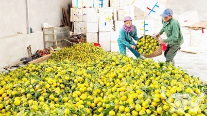 Édes gyümölcsíz, meleg és telt szív