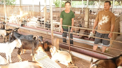 ប្រាក់ចំណូលខ្ពស់ពីហ្វូងពពែ