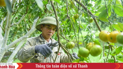 ការអភិវឌ្ឍន៍សេដ្ឋកិច្ចនៅទឹកដី Xuan Binh