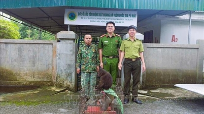 Người dân giao nộp cá thể khỉ mặt đỏ và khỉ mốc quý, hiếm