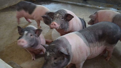 Ціна на свиней 14 листопада 2025 року: стабільна по всій країні