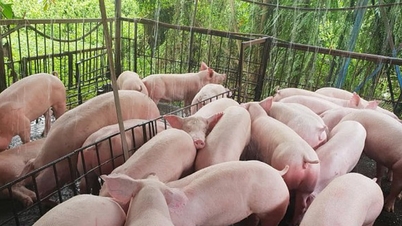 តម្លៃជ្រូកថ្ងៃនេះ ថ្ងៃទី 14 ខែវិច្ឆិកា៖ ទីផ្សារស្ថិរភាព ខ្ពស់បំផុតគឺ 50,000 ដុង/គីឡូក្រាម