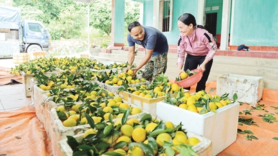 Bac Ninh: ہلچل سے بھرپور سنتری اور گریپ فروٹ کا موسم
