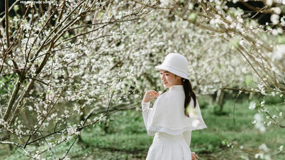 Hoa mận nở sớm, Mộc Châu toả sắc trắng tinh khôi giữa tháng 11