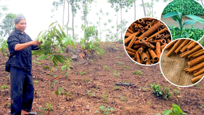 Sigue afirmando que es el principal cultivo de Xuan Hoa.