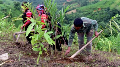 Το Πανεπιστήμιο της Πενσυλβάνια αναπτύσσει φαρμακευτικά βότανα κάτω από το θόλο του δάσους