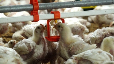 থাই নগুয়েন পশুপালন: নীতি থেকে বাস্তব পদক্ষেপ পর্যন্ত