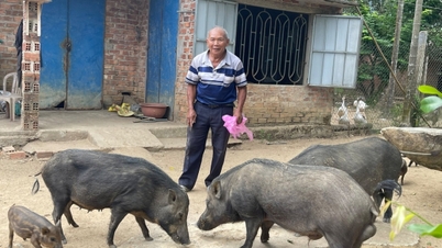 تربية الخنزير البري الهجين على الأراضي الجبلية فعالة للغاية