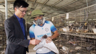 Cẩm Lý: Hỗ trợ chuyển đổi nghề, trao sinh kế cho hộ nghèo