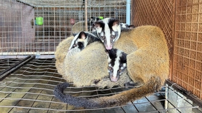 Вирощування 100 норок, заробіток 200 мільйонів донгів на рік