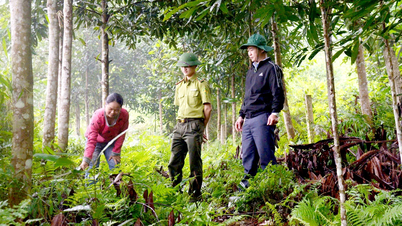 Hozzájárulás az erdők védelméhez és fenntartható fejlődéséhez