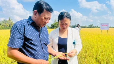 ពូជស្រូវសម្របនឹងជាតិប្រៃ បើកទិសដៅអភិវឌ្ឍន៍ខ្សែសង្វាក់ 'អង្ករក្រអូប-បង្គាស្អាត'