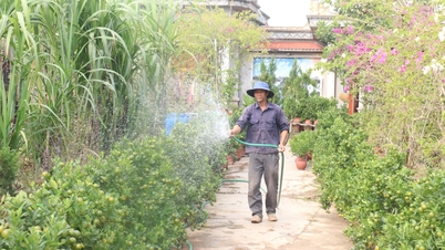 مزارعي الكمكوات في ثانه ها منشغلون بالتحضير لموسم تيت.