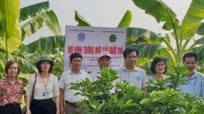 Az OCOP program megvalósítása Hanoiban: A Dai Xuyen község különleges zöldség- és grapefruitzónát tervez.