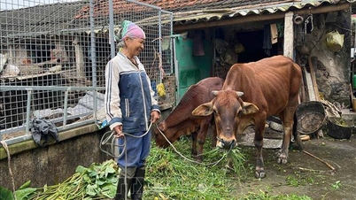 2025 میں کوانگ ہنگ کمیون میں اوسط معیار زندگی کے ساتھ غریب گھرانوں، قریب کے غریب گھرانوں اور زراعت، جنگلات اور ماہی گیری میں کام کرنے والے گھرانوں کا جائزہ لینا