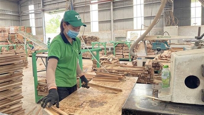 پیداوار کو فروغ دینے، جنگلاتی مصنوعات کی برآمد اور جنگلاتی مصنوعات کے ریکارڈ کی جانچ کے لیے تعاون کو تقویت دیں۔