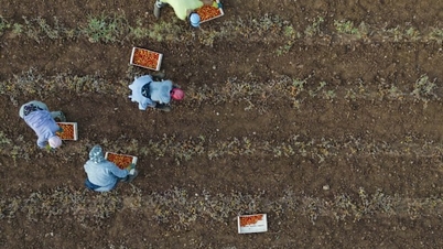 Zprávy z australského trhu (7. listopadu 2025 až 14. listopadu 2025)