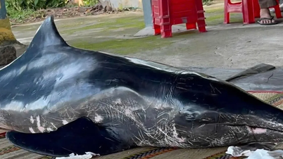 Khanh Hoa: Räddning av 2 meter lång delfin spolad i land på Cam Ranh-stranden