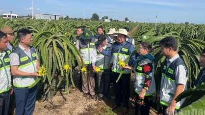 Zdokonalování systému zemědělského poradenství na místní úrovni po jeho opětovném vrácení vládě...
