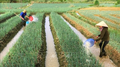 Furnizarea de semințe de plante pentru a sprijini Hue în restabilirea producției