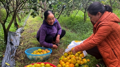 محصول پرتقال وین کاهش یافت و قیمت فروش آن نسبت به سال گذشته بالاتر رفت