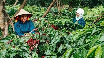 การส่งออกกาแฟของเวียดนามในช่วง 10 เดือนแรกของปี 2568 แสดงให้เห็นการเติบโตเชิงบวก