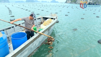 Meios de subsistência sustentáveis ​​- um "escudo" contra a pesca ilegal, não declarada e não regulamentada.