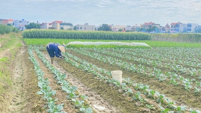 Los agricultores de Hai Phong están ocupados con la cosecha de hortalizas para el Tet.