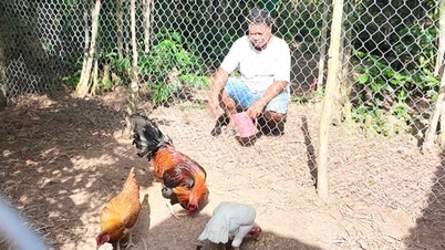 مرغ ترکیبی آمریکایی-تایلندی، مسیر جدیدی را برای منطقه بای نوی باز می‌کند.