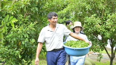 Pengeluaran serbuk gotu kola - meningkatkan nilai tumbuhan asli