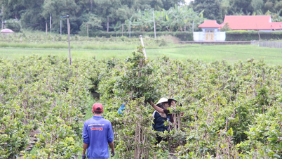 ផ្កា apricot ពណ៌លឿងជិត 120 ពាន់ផើងនៅក្នុងសង្កាត់ An Nhon Bac ត្រូវបានរងផលប៉ះពាល់ដោយព្យុះលេខ 13 ។