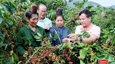 Verbinding maken om het merk Arabica Son La te verheffen
