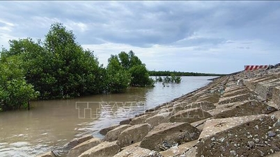Ca Mau៖ ធ្វើឱ្យប្រសើរឡើងជាបន្ទាន់នៃទំនប់ទឹកសមុទ្រខាងកើត ដើម្បីប្រយុទ្ធប្រឆាំងនឹងការប្រែប្រួលអាកាសធាតុ