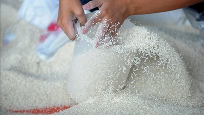 Dak Lak បែង​ចែក​អង្ករ​ចំនួន​២.០០០​តោន​សម្រាប់​ផ្គត់ផ្គង់​ដល់​ប្រជាពលរដ្ឋ​ដែល​រង​គ្រោះ​ដោយ​គ្រោះធម្មជាតិ និង​ទឹកជំនន់