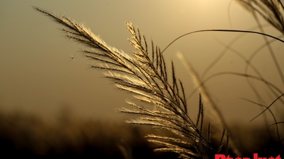 Da Nang'daki çiçek açan sazlıklar yerli halkın ve turistlerin ilgisini çekiyor.