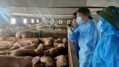 Phu Tho ilindeki hayvan yoğunluğuna ilişkin düzenlemeler